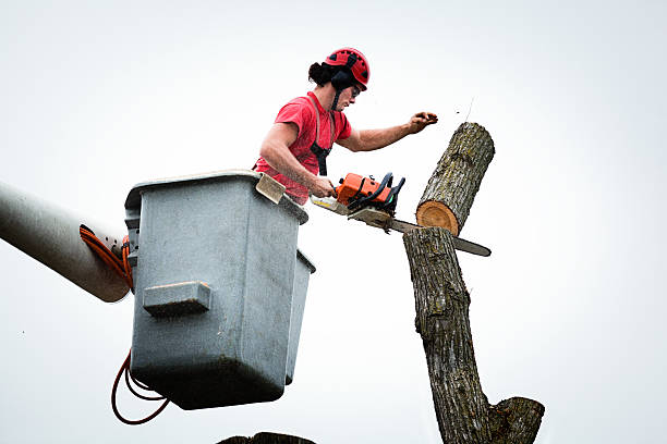 Best Firewood Processing and Delivery  in Mangum, OK