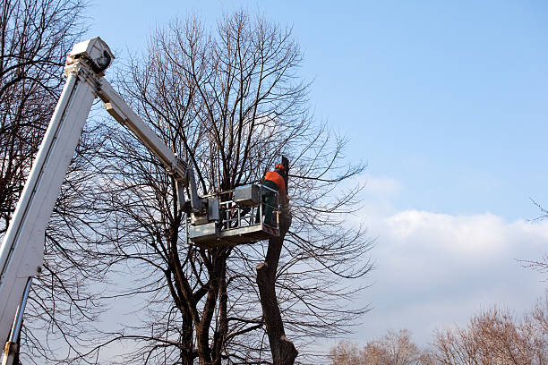 Best Tree Health Inspection  in Mangum, OK